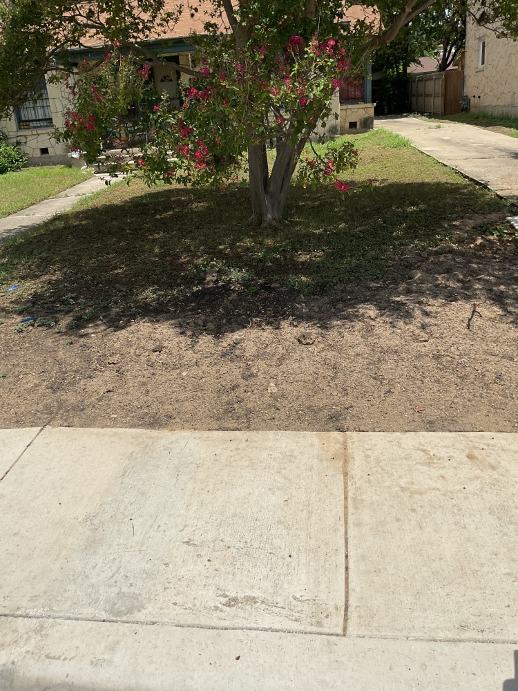 grassy area photo