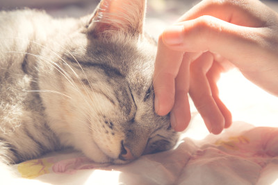 Featured background image for Animal Care Services Advisory Board